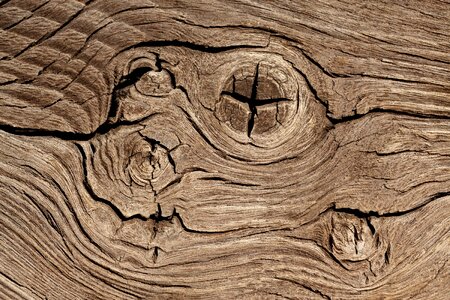Detail hardwood knotted photo