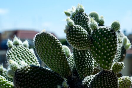 Nature succulent desert photo