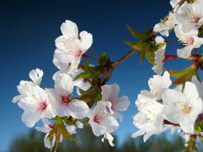 Bloom floral natural