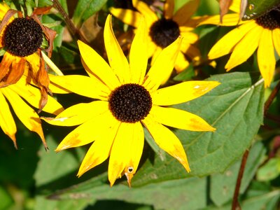 Yellow sunny blossom photo