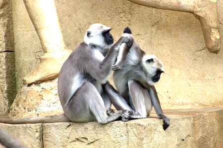 Monkey family äffchen ape photo
