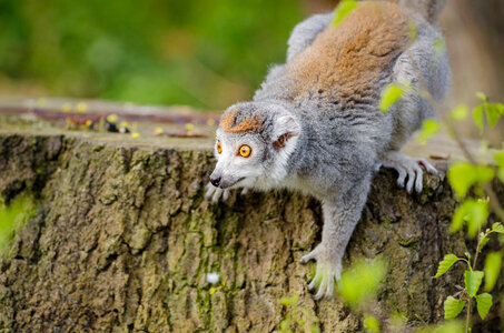 ring-tailed lemur photo