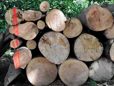 Firewood nature tree