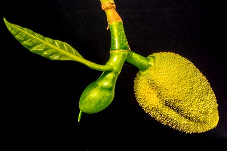 Jack fruit tropical close up photo