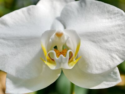 Detail orchid petal