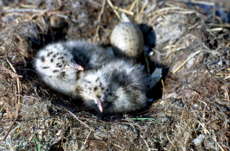 Glaucous-winged Gull chicks in nest