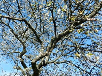 Cherry tree flowers