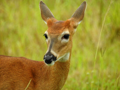 White-tailed Deer-1 photo