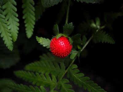 Small fruit infructescence photo