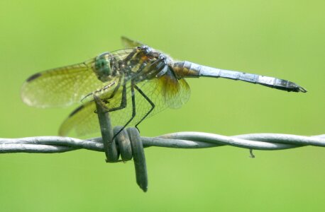 Wings nature outside