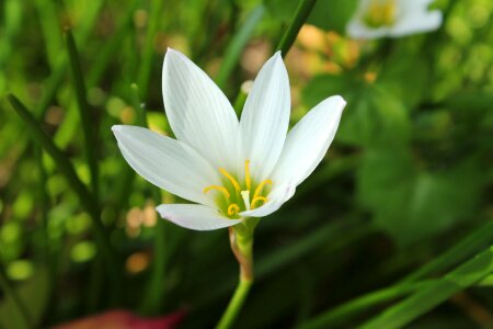 Single white flower single flower background