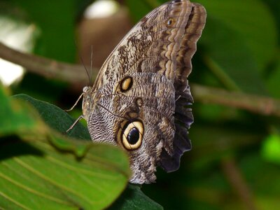 Animal arthropod biology