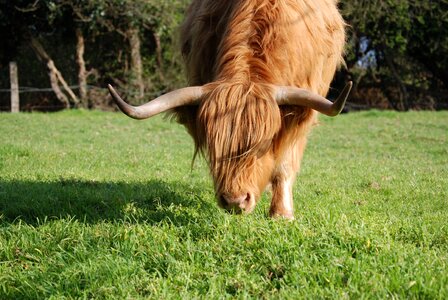 Hairy horns farm animal photo