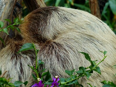 Two-toed sloth choloepus actual two-toed sloth