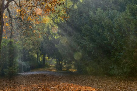 Autumn autumn season beautiful photo