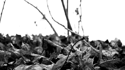 Park trees landscape