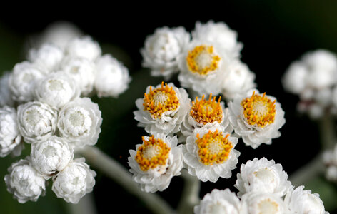 Anaphalis margaritacea photo