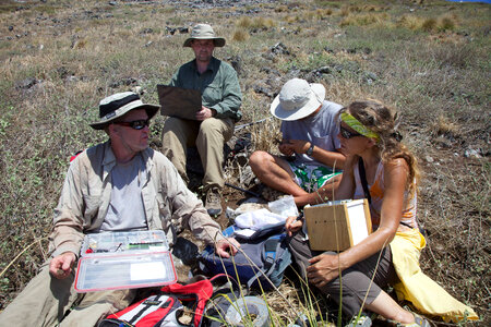 Nihoa Millerbird Translocation-1