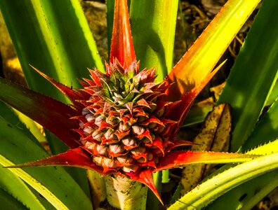 Young pineapple pineapple fruit