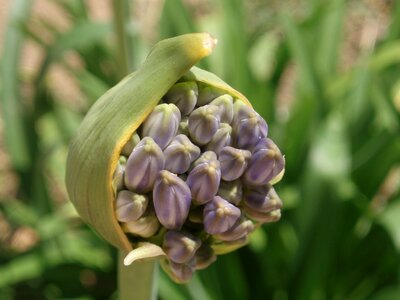 Agapanthus blue inflorescence