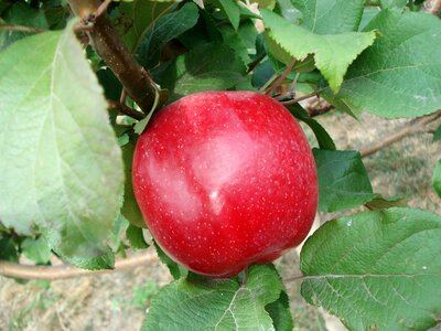Apple tree food tree