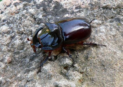 Beetle insect nature