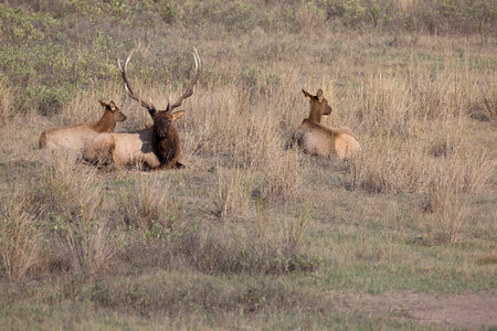 Bull Elk laying in grass-1