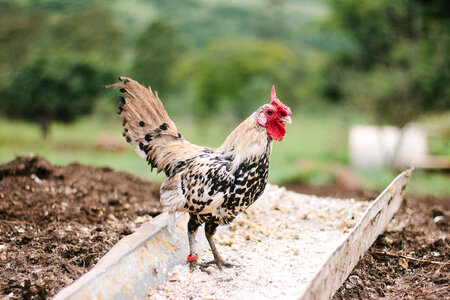 Rooster in the Countryside photo