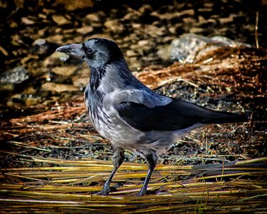 Bird fly wings