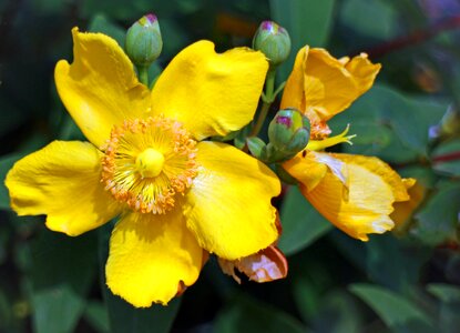 Bloom blackcurrants shrub hidcote hypericum
