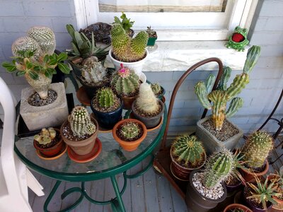 Cactus front porch furniture photo