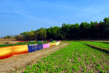 Fencing guarding crop photo