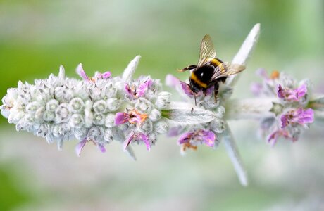 Honey nature pollen photo