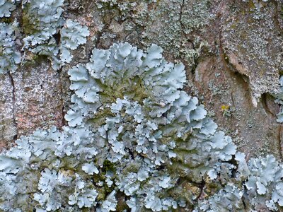 Parmelia sulcata log tribe