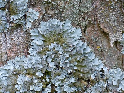 Parmelia sulcata log tribe photo