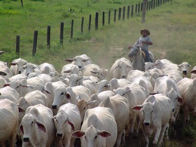 Nellore many cows cattle