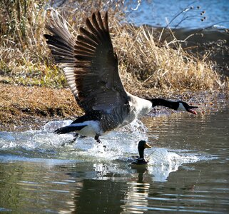 Water fowl flight water photo