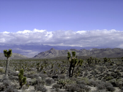 Las Vegas Desert Landscape in Nevada photo