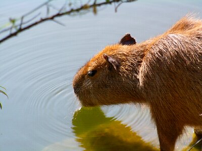 Animal zoo drink