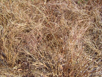 Ancient grass plants viola photo