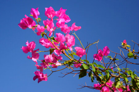 Beautiful bougainvillea flower photo