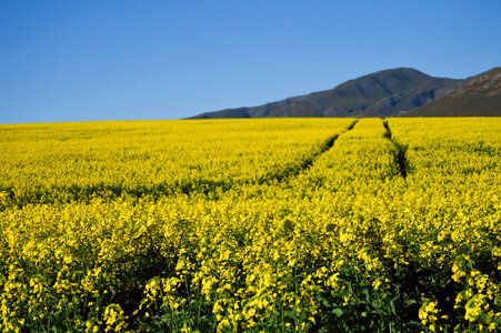 Blue Sky, Hills, and yellow flowers photo