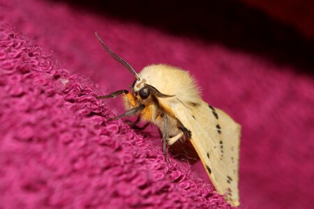 Wing insect butterfly