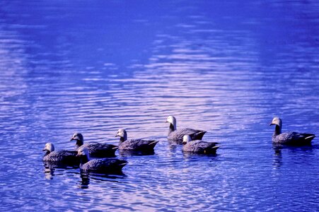 Emperor geese water