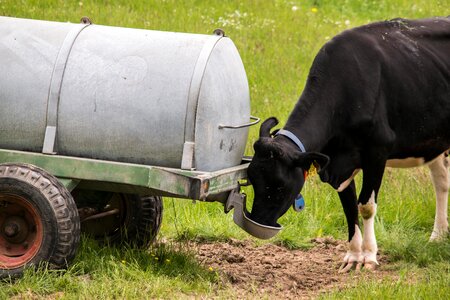 Drinking agency beef livestock photo