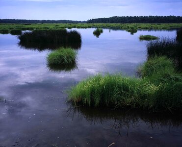 Marsh vegetation photo
