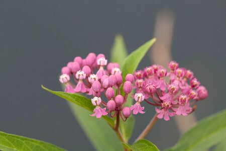 Beautiful Photo blossom blossoming photo