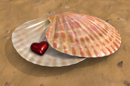 Sea shell heart photo