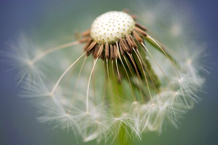 Ruderalia seeds composites photo