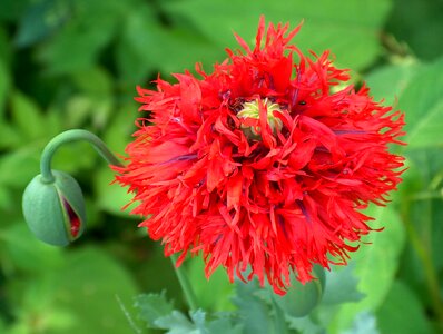 Nature plant blossom photo